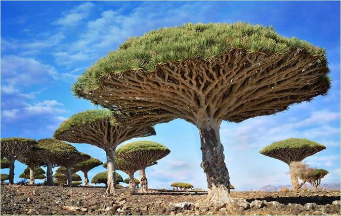 Gli alberi più belli del mondo