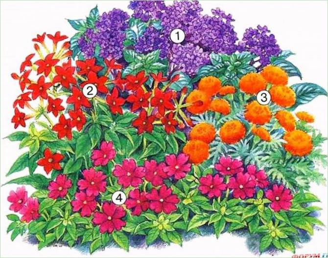 Fiori luminosi sull'appezzamento