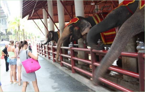 Parco tropicale di Nong Nooch in Thailandia