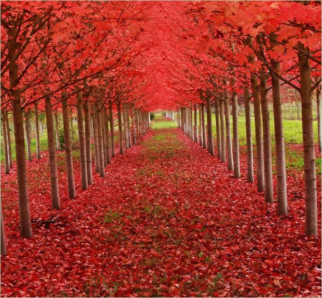Gli alberi più belli del mondo