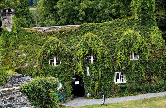 Facciata rivestita di Ivy