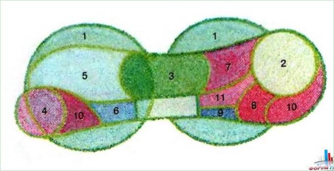 Schema di piantumazione dell'aiuola presso la panchina del giardino