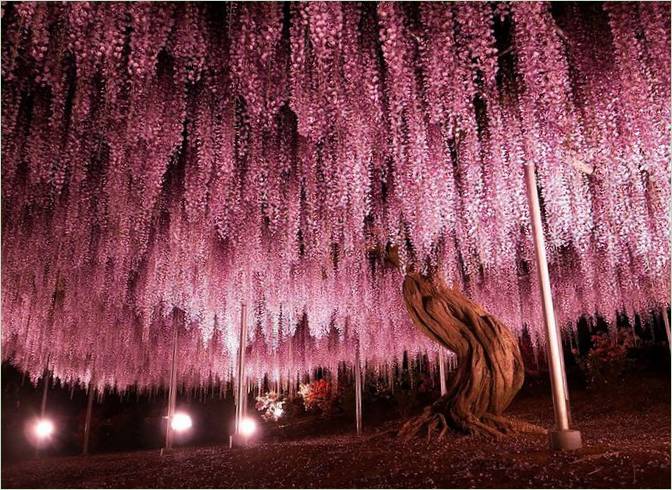 Gli alberi più belli del mondo