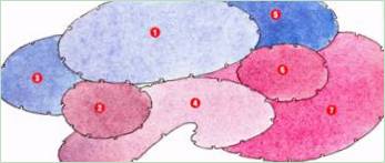 L'imperatore viola; composizioni floreali nei colori del viola