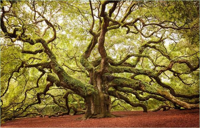 Gli alberi più belli del mondo