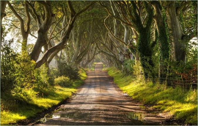Gli alberi più belli del mondo
