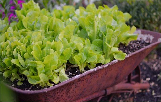 Cosa fare in giardino in primavera? La vecchia carriola per piante Cosa fare per il giardinaggio in primavera? Una vecchia carriola diventa un ottimo contenitore per le vostre piante
