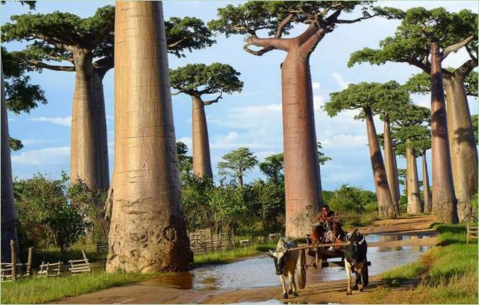 Gli alberi più belli del mondo