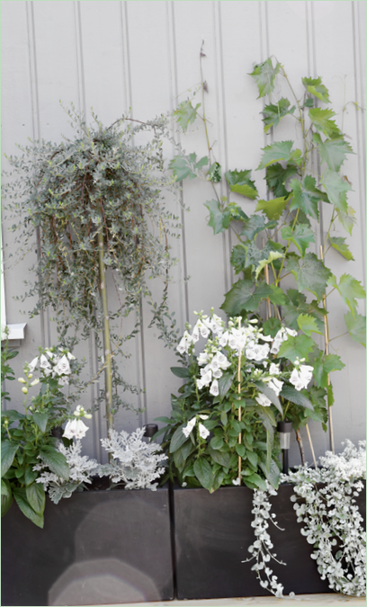 Design del patio: grandi scatole nere con fiori