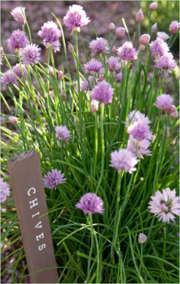 Cosa c'è in giardino per la primavera? Marcatura delle piante Cosa fare in giardino in primavera? Marcatura delle piante