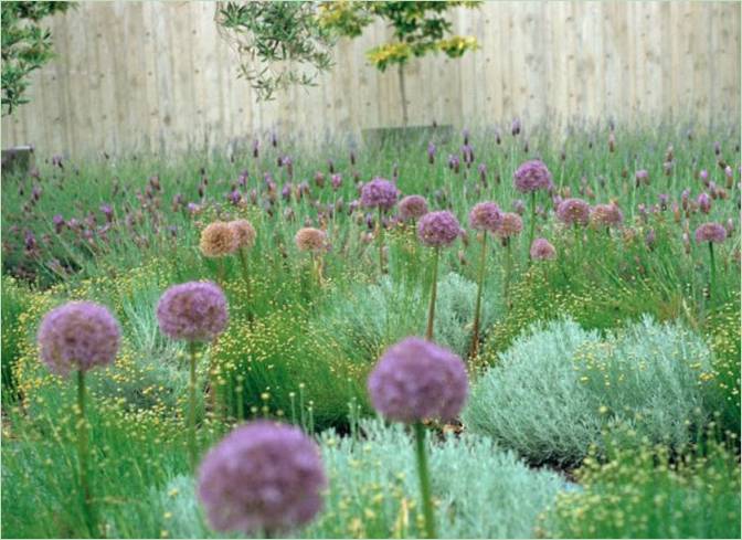 Paesaggio economico: erbe ornamentali e Allium Paesaggio economico: erbe ornamentali e Allium