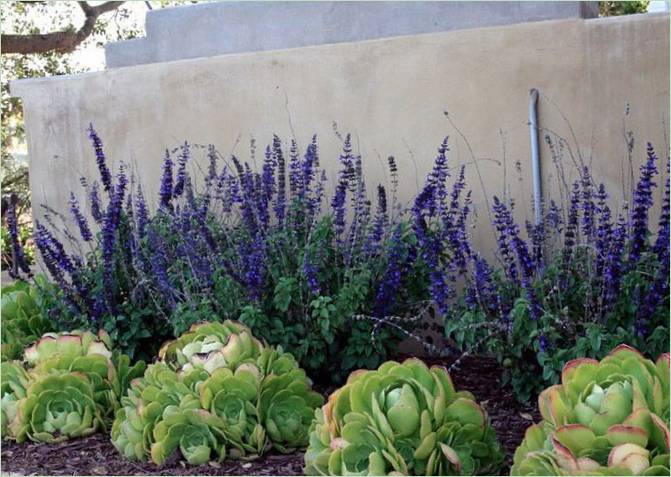 Paesaggio economico - Succulente e Veronica vivida Paesaggio economico - Succulente e Veronica luminosa
