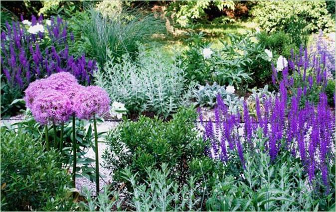 Paesaggio economico - Fiori di Allium e Veronica Paesaggio economico - Fiori di Allium e Veronica