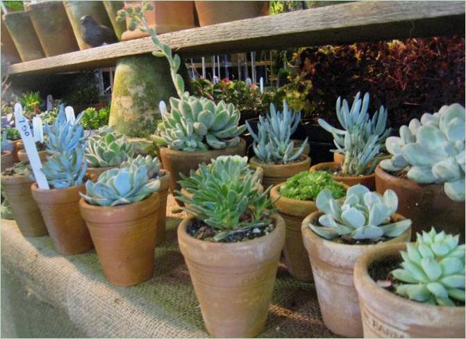 Un sentiero di legno nel giardino