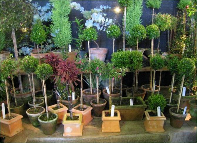 Un sentiero di legno nel giardino