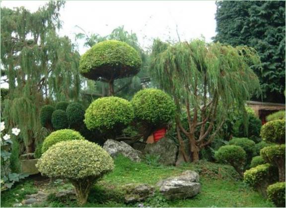 Paesaggio del giardino in stile giapponese