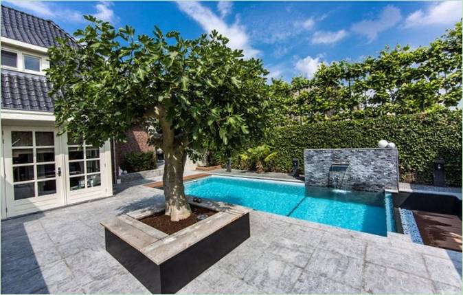 Un albero vicino alla piscina del cortile