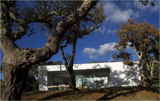 Il vecchio albero
