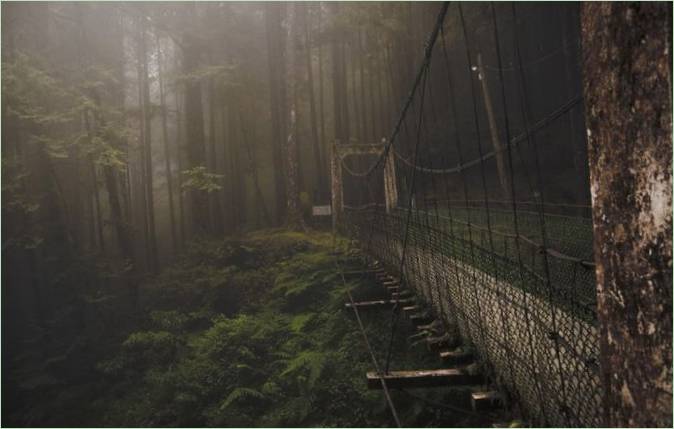 Ponte nella foresta a Taiwan