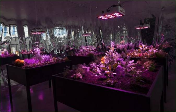 Arredamento del paesaggio: una stanza soleggiata per la crescita